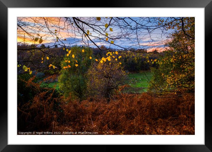 Knole Park Autumn Sunset Framed Mounted Print by Nigel Wilkins