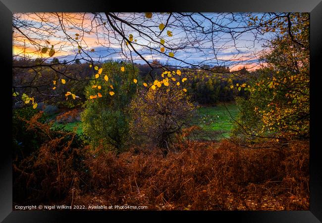 Knole Park Autumn Sunset Framed Print by Nigel Wilkins