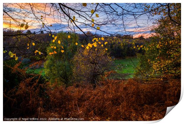 Knole Park Autumn Sunset Print by Nigel Wilkins