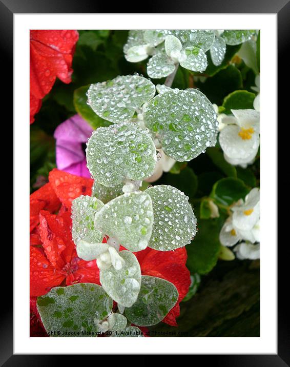 MORNING RAINDROPS Framed Mounted Print by Jacque Mckenzie