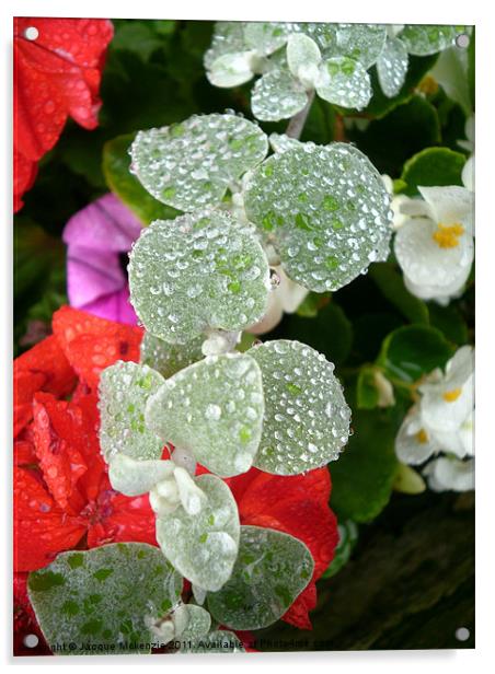 MORNING RAINDROPS Acrylic by Jacque Mckenzie