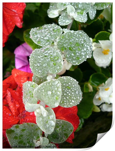 MORNING RAINDROPS Print by Jacque Mckenzie