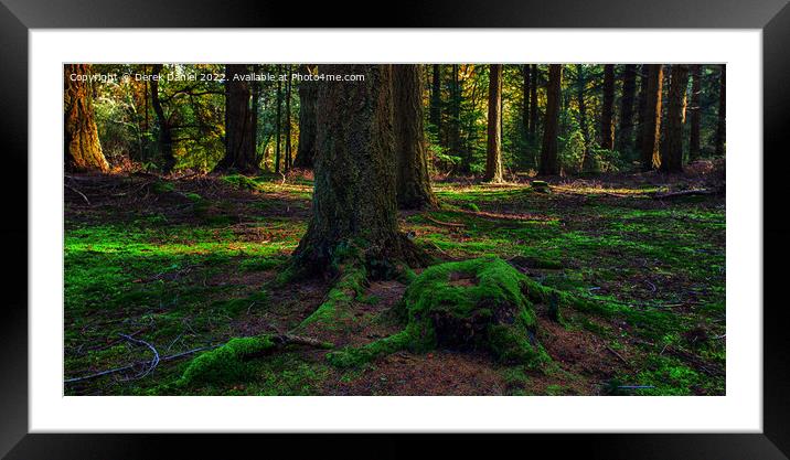 Autumn in the forest Framed Mounted Print by Derek Daniel