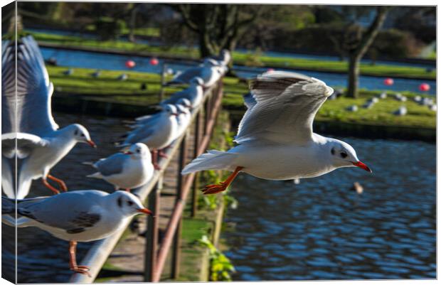 seagull flying ove the lake Canvas Print by kathy white