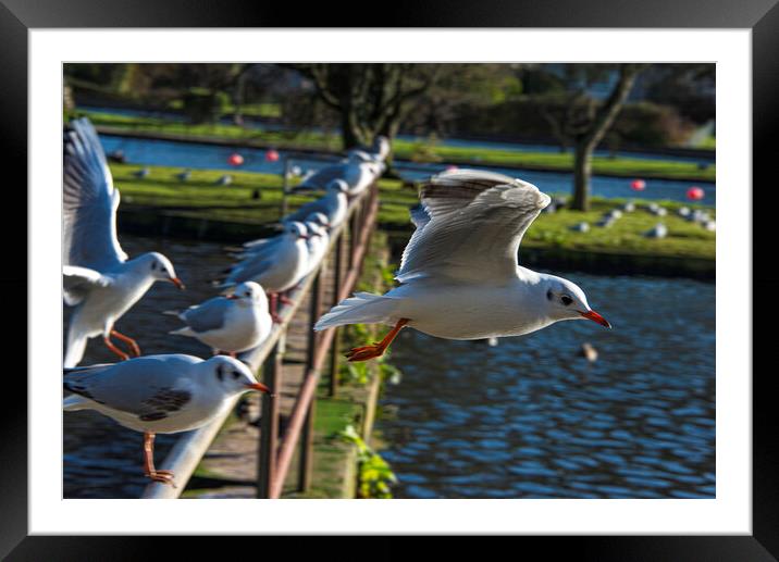 seagull flying ove the lake Framed Mounted Print by kathy white