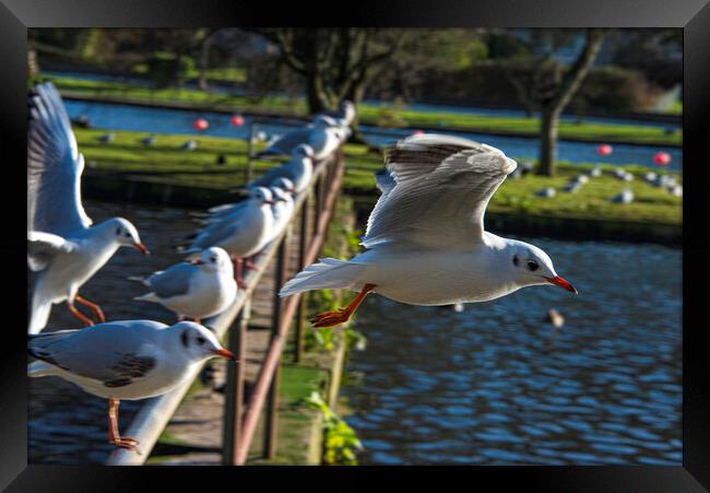 seagull flying ove the lake Framed Print by kathy white