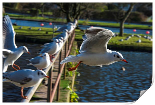 seagull flying ove the lake Print by kathy white
