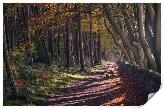 woodland walk Print by Jason Thompson