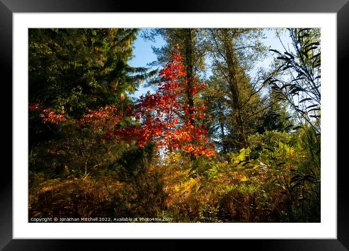 Amazing autumn colours in the Scottish Highlands Framed Mounted Print by Jonathan Mitchell
