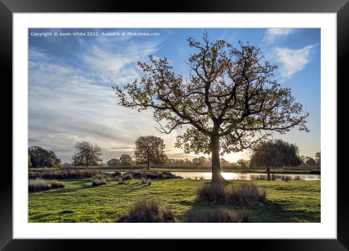 Dawn over heron pond Bushy Park Framed Mounted Print by Kevin White