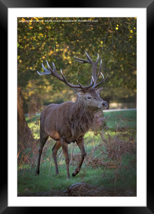 Hunt for a mate Framed Mounted Print by Kevin White