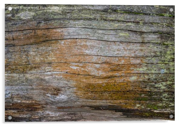 There is beauty in natures rotting wood Acrylic by Kevin White