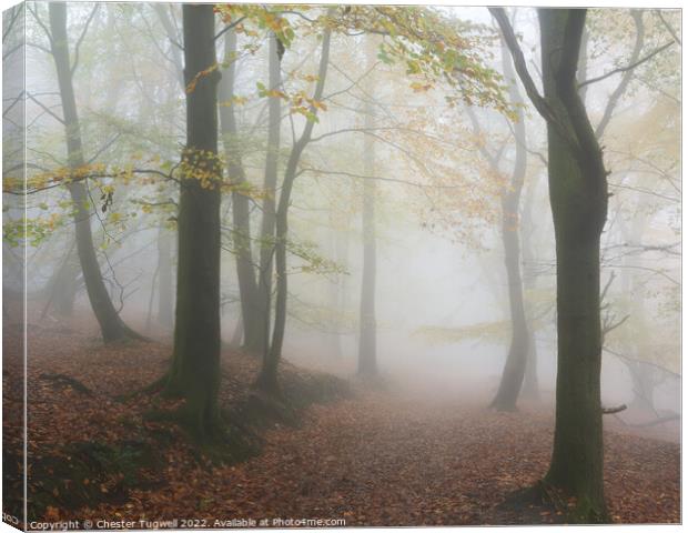 Black Down in Fog Canvas Print by Chester Tugwell
