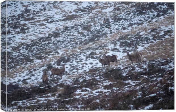 Red Deer Stags, Sutherland, Scotland, 2019 Canvas Print by Jonathan Mitchell