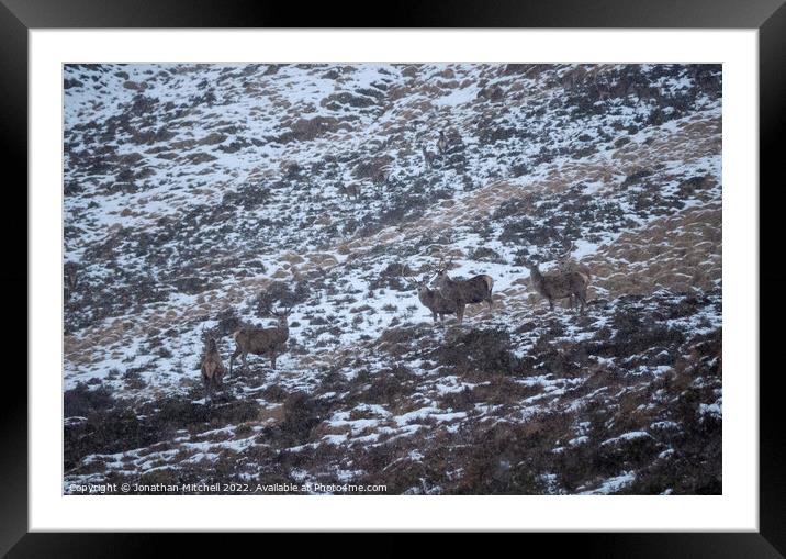 Red Deer Stags, Sutherland, Scotland, 2019 Framed Mounted Print by Jonathan Mitchell