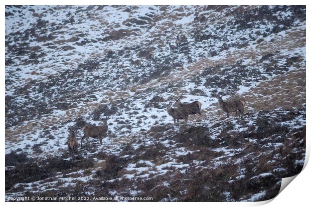 Red Deer Stags, Sutherland, Scotland, 2019 Print by Jonathan Mitchell