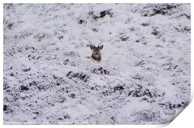 Red Deer Stag, Sutherland, Scotland, 2019 Print by Jonathan Mitchell