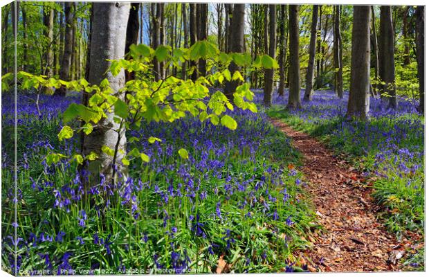 Bluebells Basking in Morning Light. Canvas Print by Philip Veale