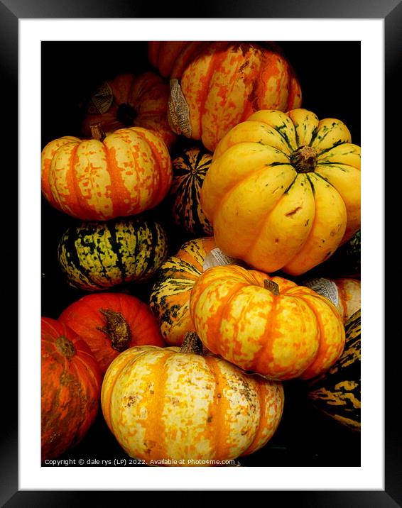 pumpkins Framed Mounted Print by dale rys (LP)