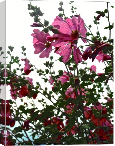 Pink flowers in  the rain Canvas Print by Stephanie Moore