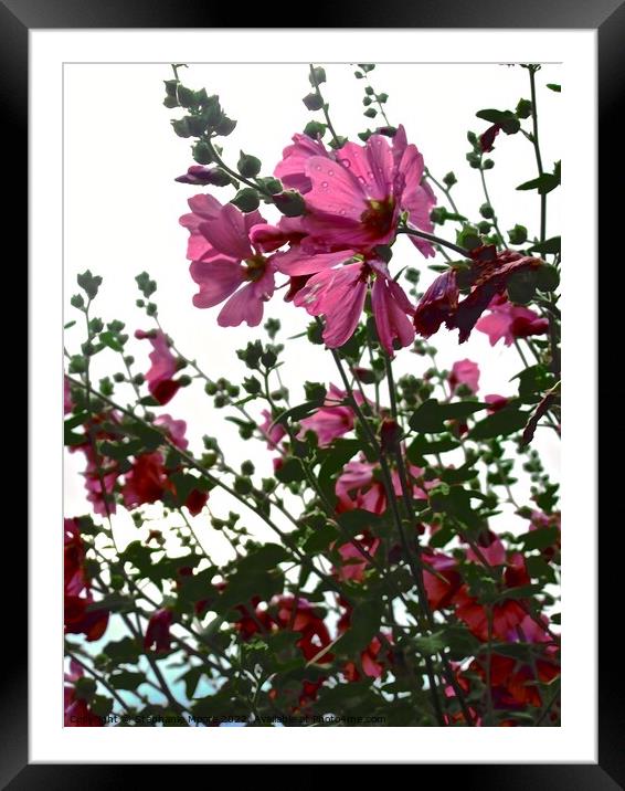 Pink flowers in  the rain Framed Mounted Print by Stephanie Moore