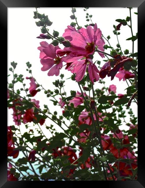 Pink flowers in  the rain Framed Print by Stephanie Moore