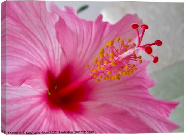 Pink Hibiscus Canvas Print by Stephanie Moore