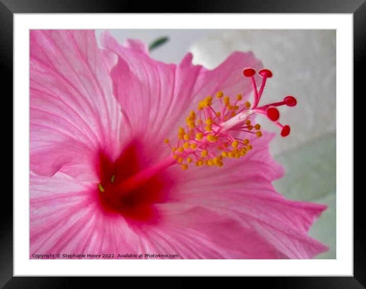 Pink Hibiscus Framed Mounted Print by Stephanie Moore