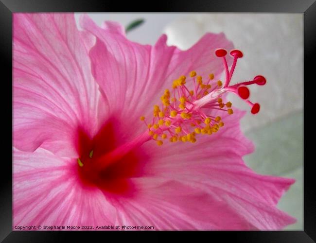 Pink Hibiscus Framed Print by Stephanie Moore