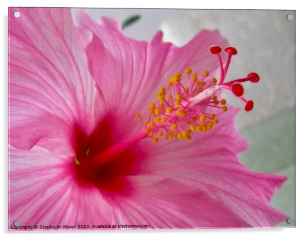 Pink Hibiscus Acrylic by Stephanie Moore