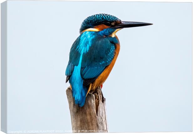 A Kingfisher perched on a branch Canvas Print by ADRIAN PLAYFOOT