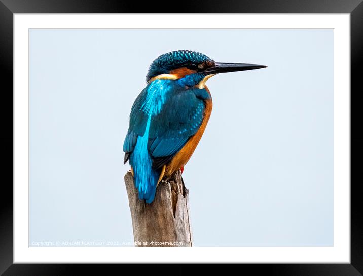 A Kingfisher perched on a branch Framed Mounted Print by ADRIAN PLAYFOOT