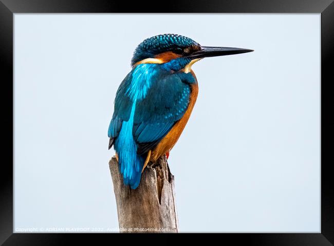 A Kingfisher perched on a branch Framed Print by ADRIAN PLAYFOOT