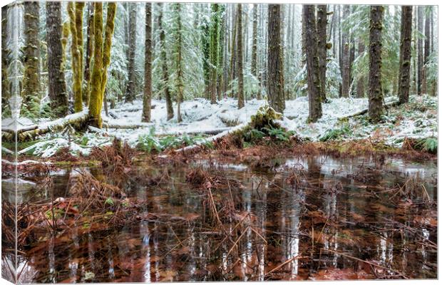 Winter Woods Reflection in a Pool of Leaves Canvas Print by Belinda Greb
