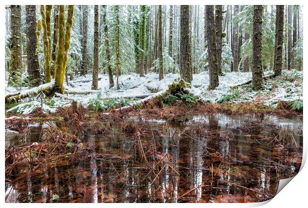 Winter Woods Reflection in a Pool of Leaves Print by Belinda Greb