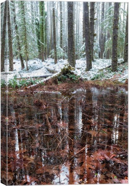 Winter Woods Reflection in a Pool of Leaves, Vertical Canvas Print by Belinda Greb