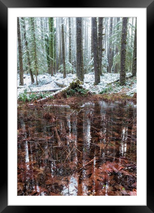 Winter Woods Reflection in a Pool of Leaves, Vertical Framed Mounted Print by Belinda Greb
