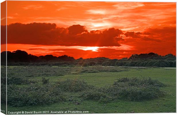 Sun-set over the New Forest Canvas Print by David Borrill