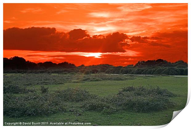 Sun-set over the New Forest Print by David Borrill