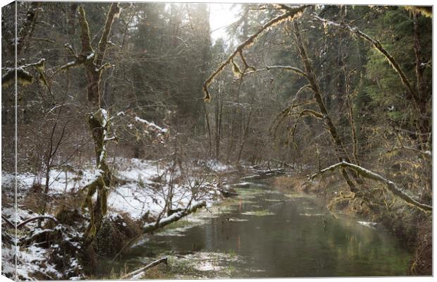 The Mark of the Forest Service on a McKenzie River Tributary Canvas Print by Belinda Greb