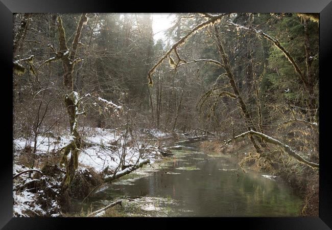 The Mark of the Forest Service on a McKenzie River Tributary Framed Print by Belinda Greb