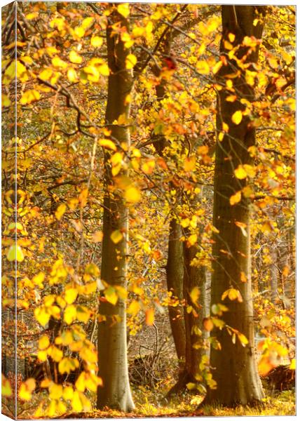 sunlit Autumnal Woodland  Canvas Print by Simon Johnson