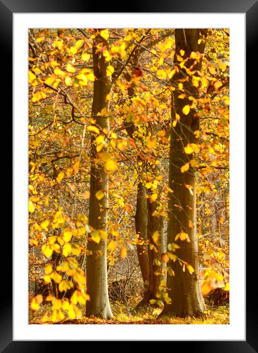 sunlit Autumnal Woodland  Framed Mounted Print by Simon Johnson