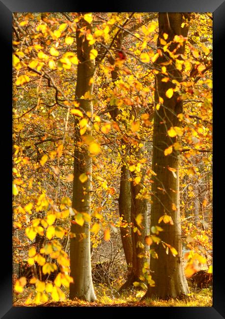 sunlit Autumnal Woodland  Framed Print by Simon Johnson