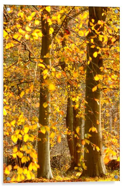sunlit Autumnal Woodland  Acrylic by Simon Johnson