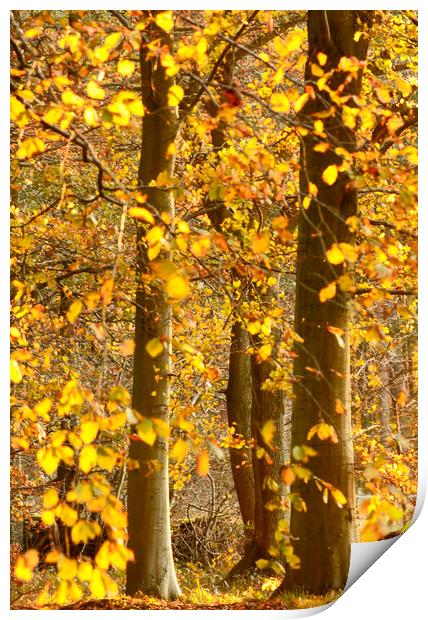 sunlit Autumnal Woodland  Print by Simon Johnson