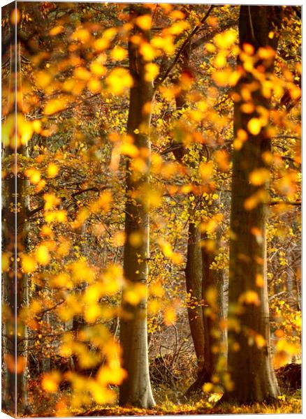sunlit autumnal trees Canvas Print by Simon Johnson