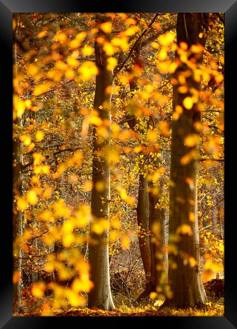 sunlit autumnal trees Framed Print by Simon Johnson