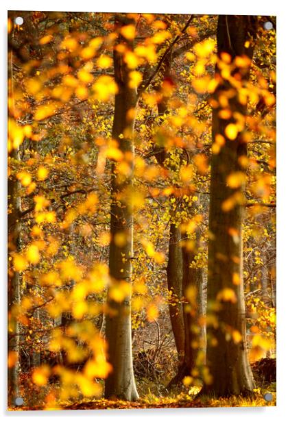 sunlit autumnal trees Acrylic by Simon Johnson