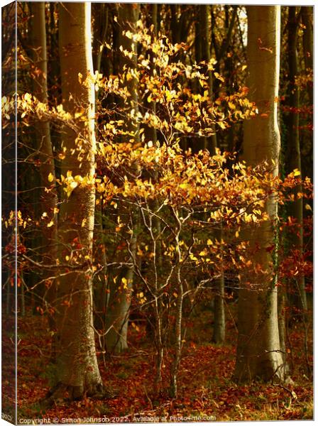 Sunlit Beech tree Canvas Print by Simon Johnson
